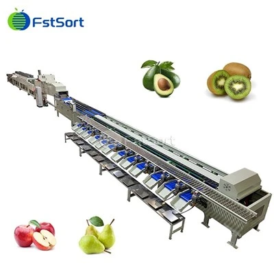 Hot Sale Avocado Gewich Sorteermasjien